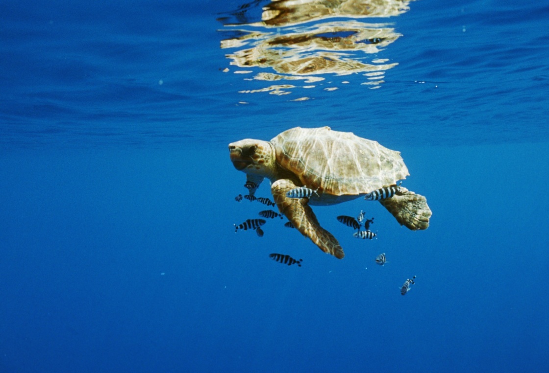 'Turtle with fish swimming in sea' - Azores