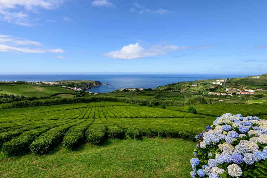 'Tea plantation in Porto Formoso on the north coast of the island of sao miguel. The Azores are one of the main tourist destinations for holidays in Portugal.' - Azores