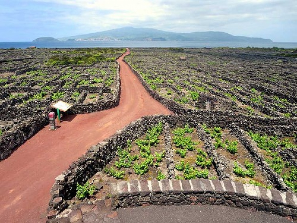 Centuries Old Vineyards