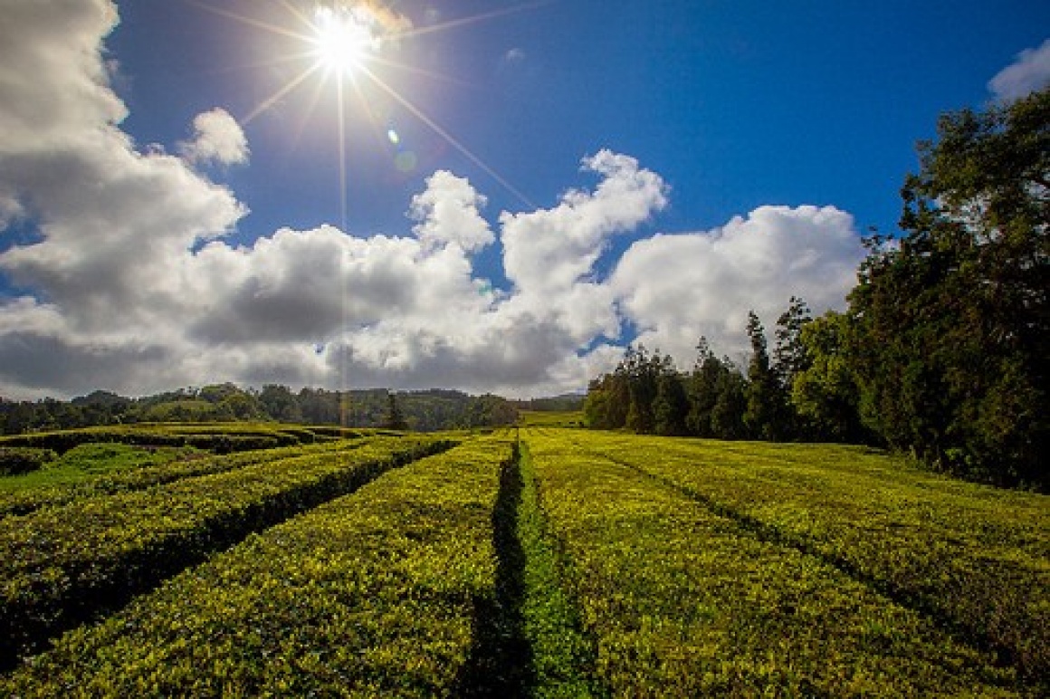 Tea Farm